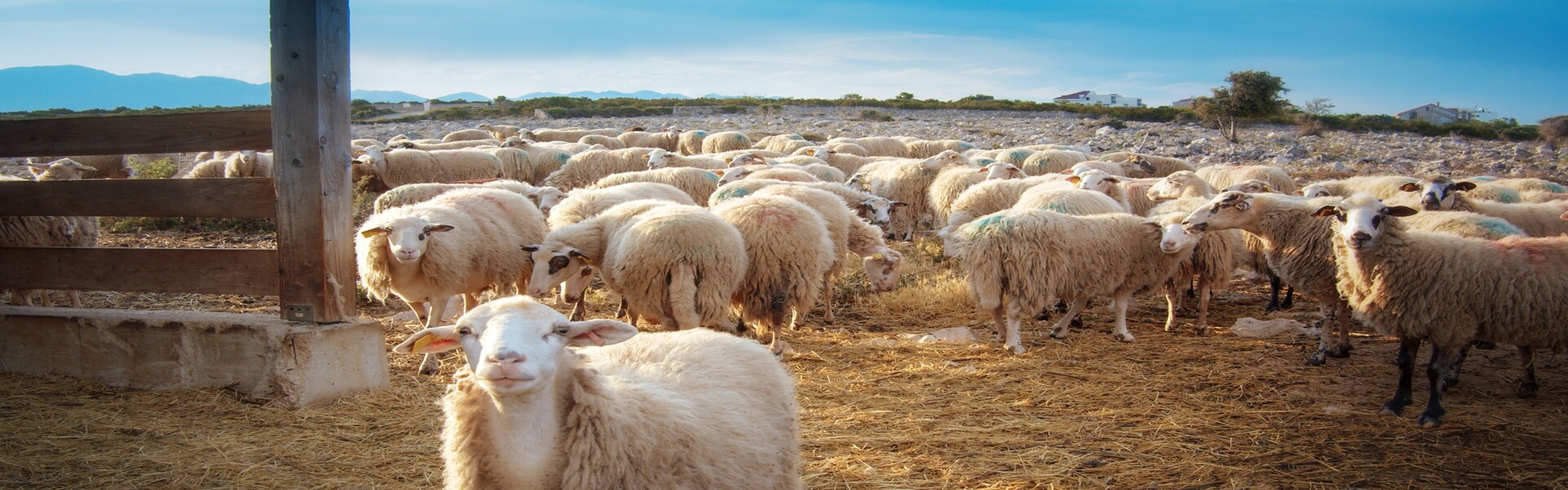 Novalja - visitnovalja.hr